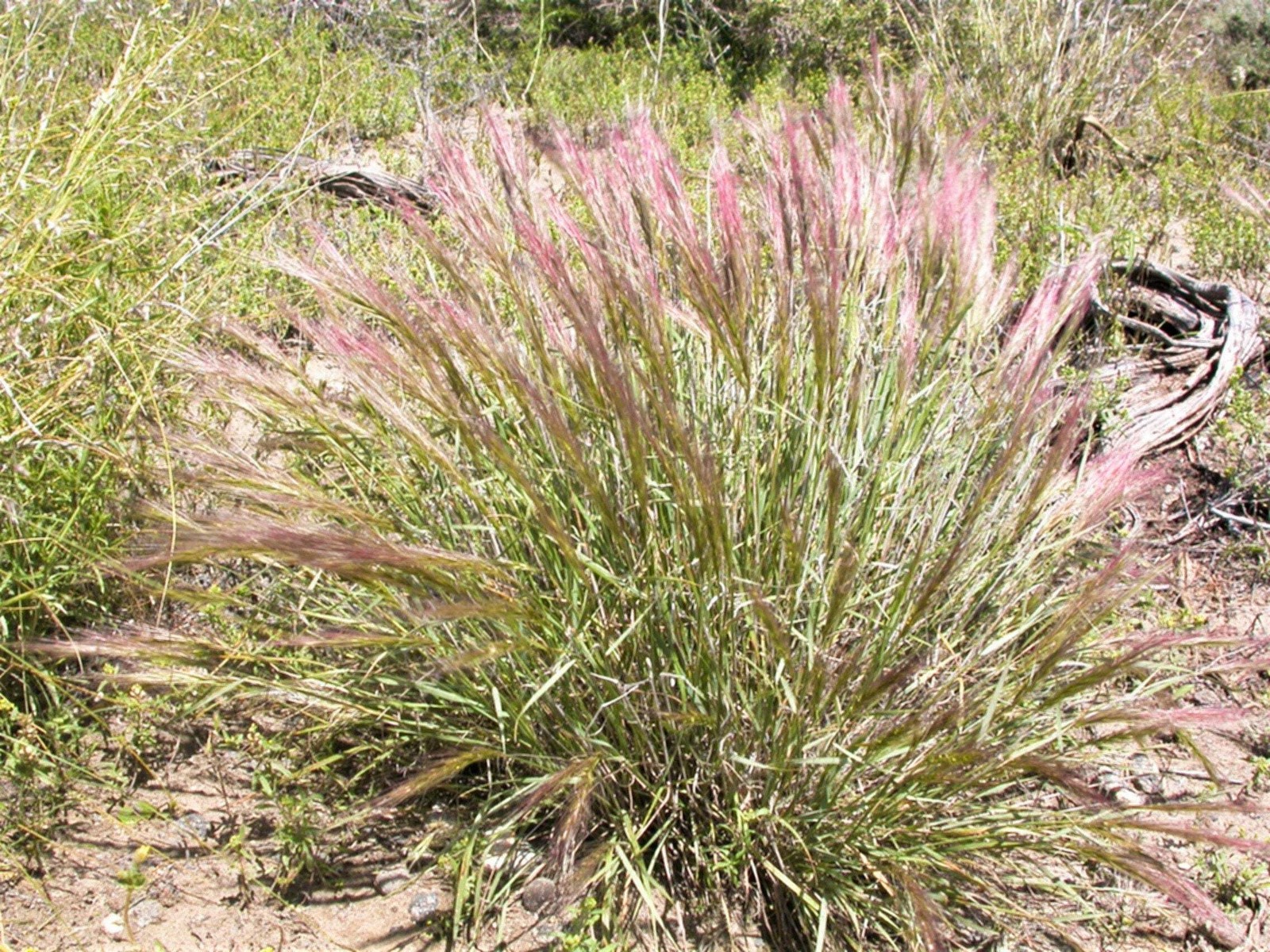 300 Bottlebrush SQUIRRELTAIL RYE GRASS Elymus Elymoides Sitanion Hystrix Seeds