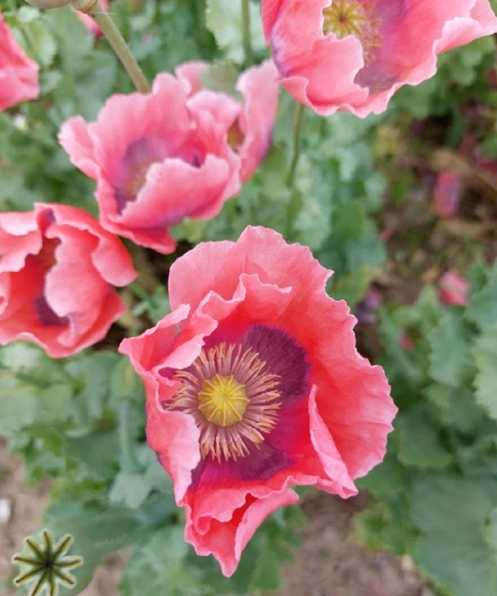 2,500 The Giant Rattle Papavear Somniferum Giganteum Poppy Seeds 2025 Harvest