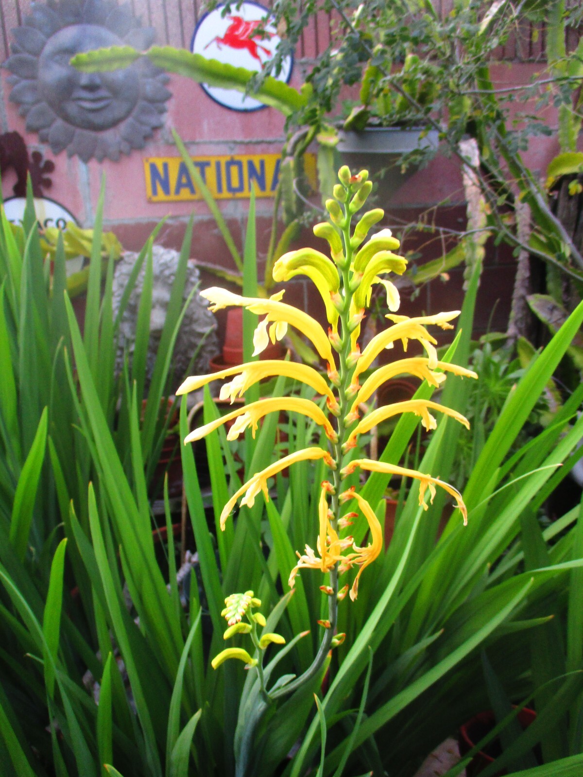 25 S-M Corms Chasmanthe Floribunda Orange yellow Hummingbirds