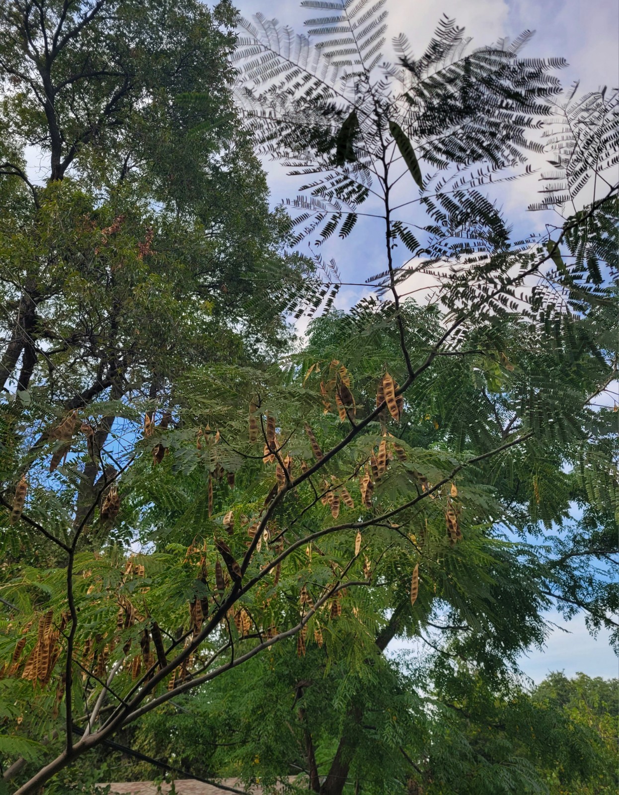 Mimosa Tree Seeds (Albizia julibrissin) Persian Pink Silk Flower Plant 20 seeds