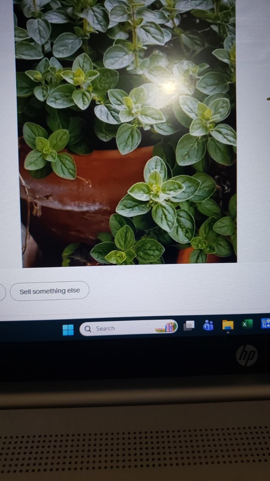 Italian Oregano Herb Seeds, Origanum Vulgare Organic NONGMO Free Shipping USA