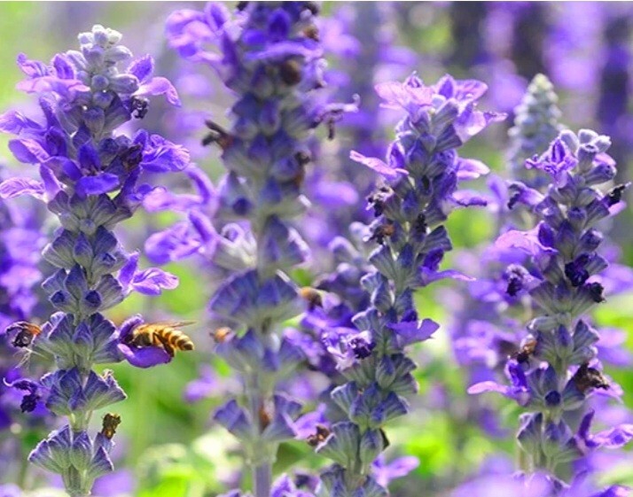 350 Texas Violet Sage Seeds Salvia Farinacea evolution Fragrant Non-GMO Heirloom