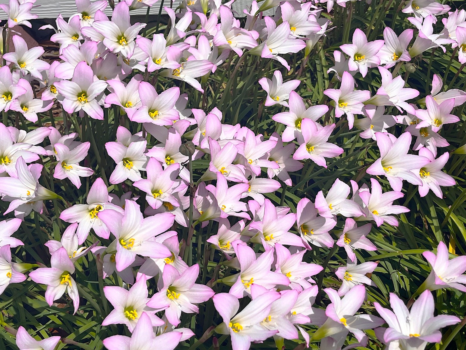 Rain Lily zephyranthes 10 purple drought, flood, freeze resistant ship w/root