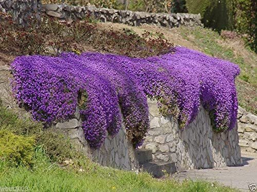 100 Aubrieta Seeds – Cascade Purple Flower Seeds, Rock Cress, Perennial