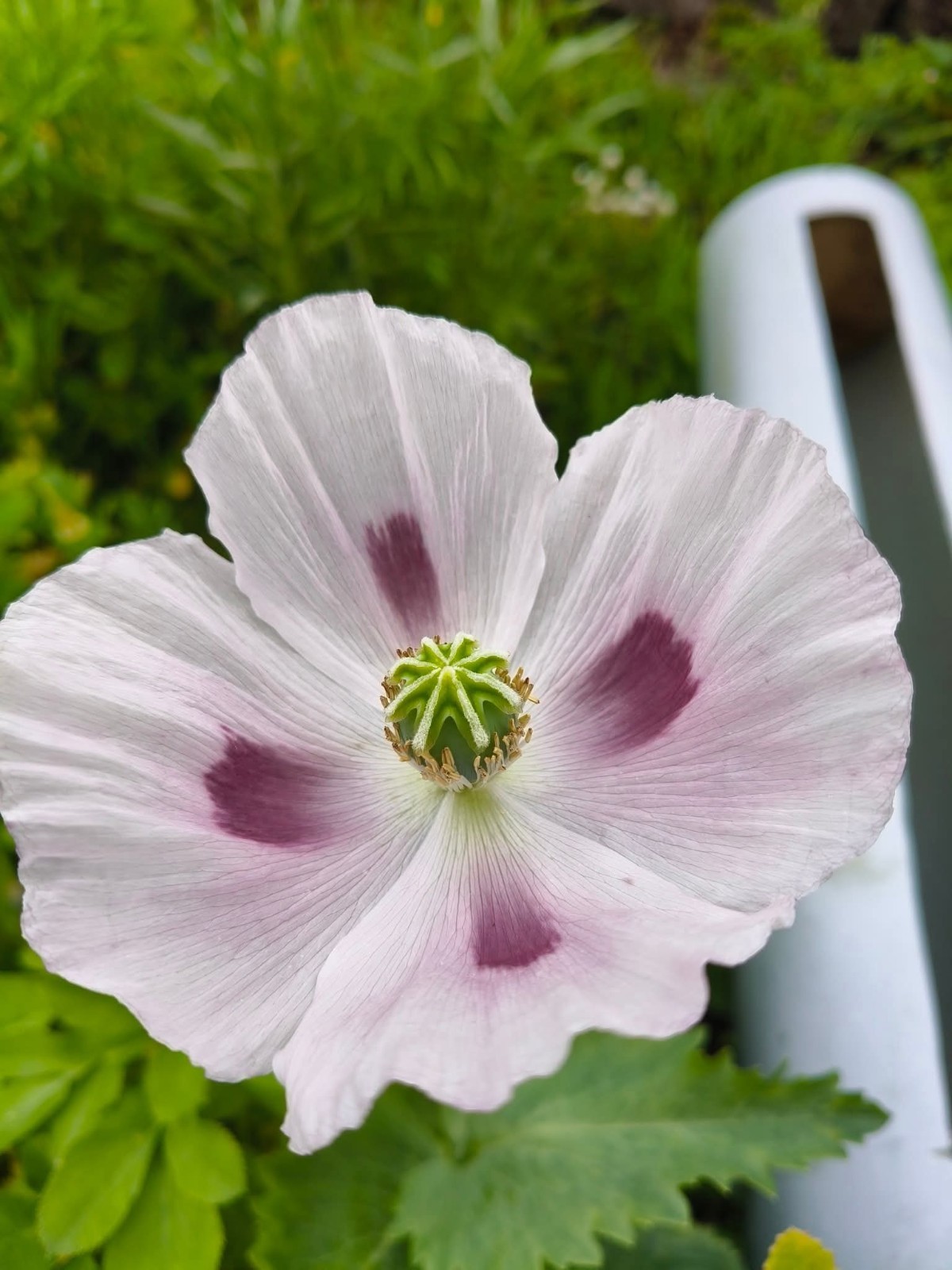 Pollinator Wildflower Mix with Poppies – Bee Friendly 5000 Seeds
