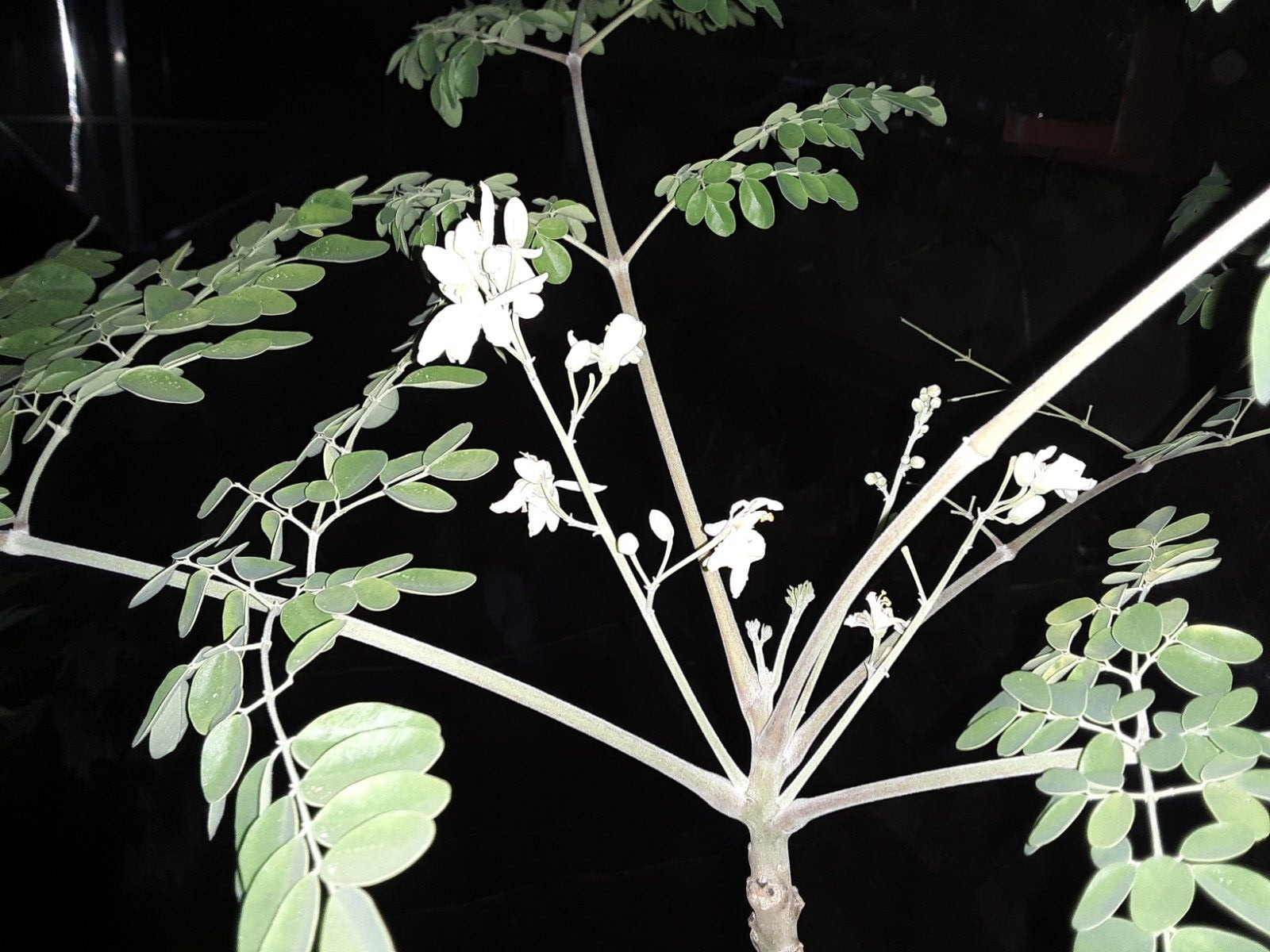 15 Organic Moringa Oleifera (Drumstick) Seeds.US grown seeds.