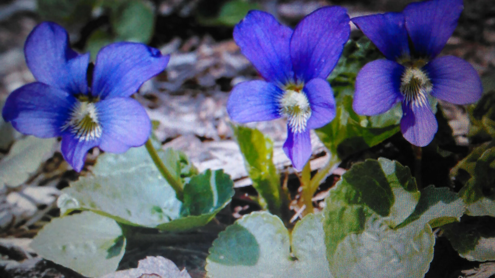 125 Wild Purple Violet Rhizome/Bulbs- Fresh, Healthy, & Bare- Ready To Plant