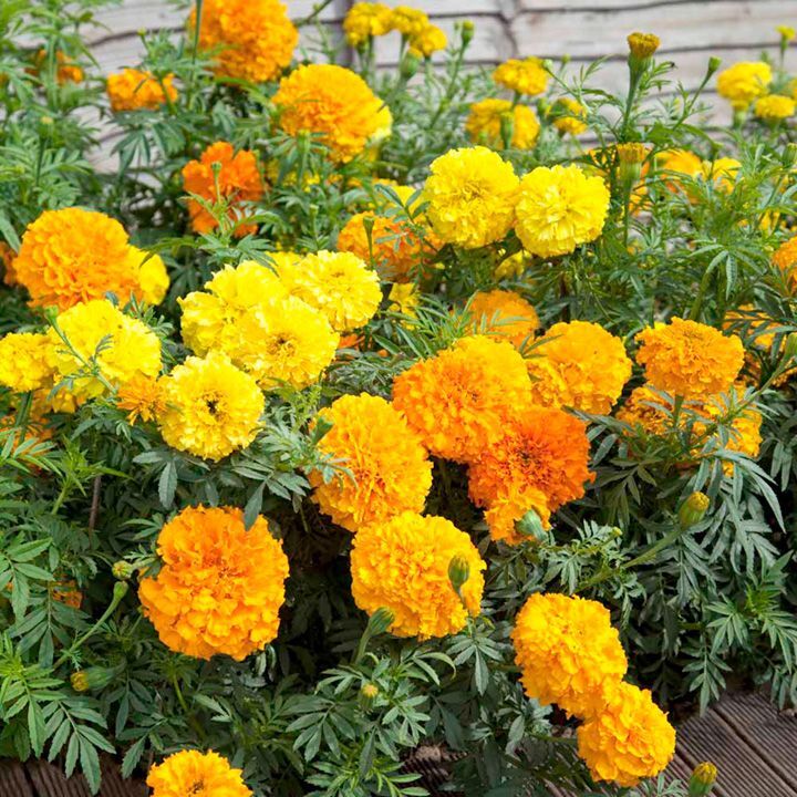 Cracker Jack Mix / CrackerJack Mix Marigold Seeds | Non-GMO | Free Shipping 1191