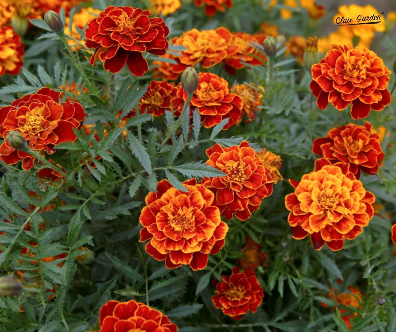 Marigold French Sparky Seeds – 750 Seeds – Beautiful Vibrant Blooms, Non-Gmo Hei