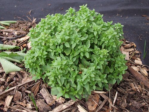 Basil Spicy Globe Great Garden Herb By Seed Kingdom 1,000 Seeds