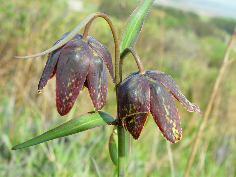 Fritillaria affinis CHECKER LILY Seeds!