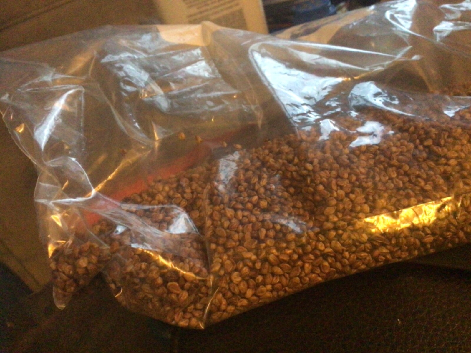 Eastern Red Cedar Tree seeds (Juniperus Virginiana)