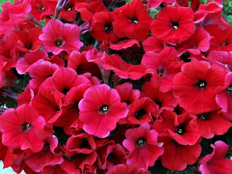 50 Bright Red Petunia Seeds Containers Hanging Baskets Window Seed 303