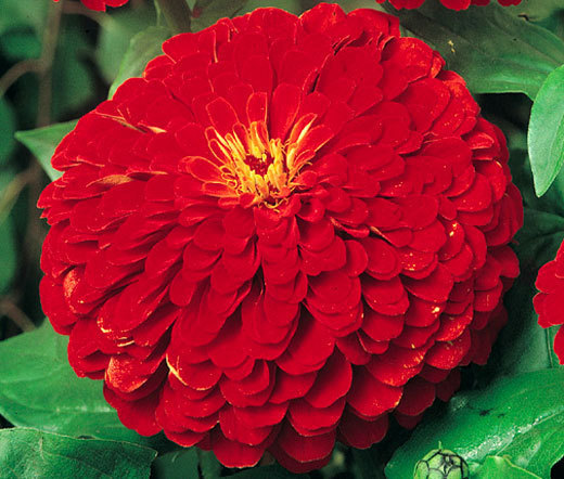 ZINNIA CHERRY QUEEN Zinnia Elegans – 1,100 Bulk Seeds