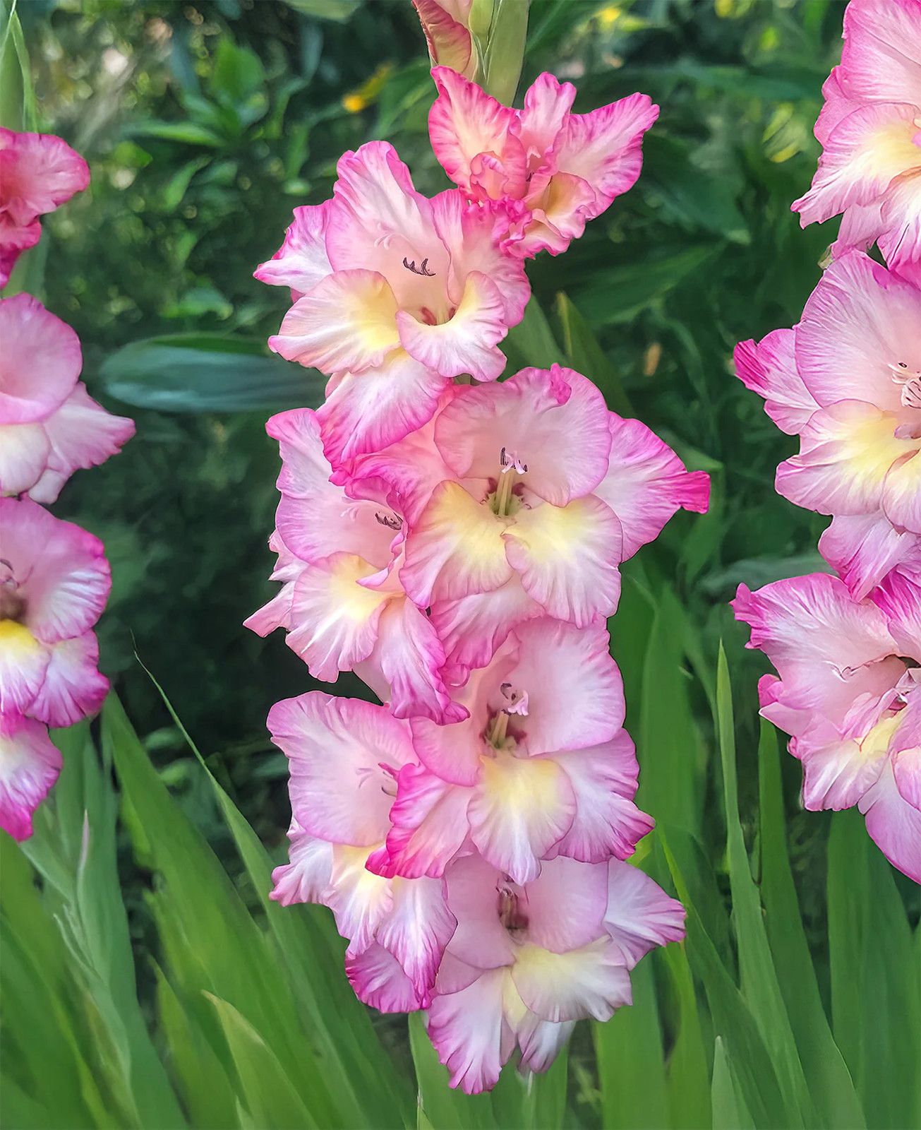 Priscilla Gladiolus – 5 bulbs