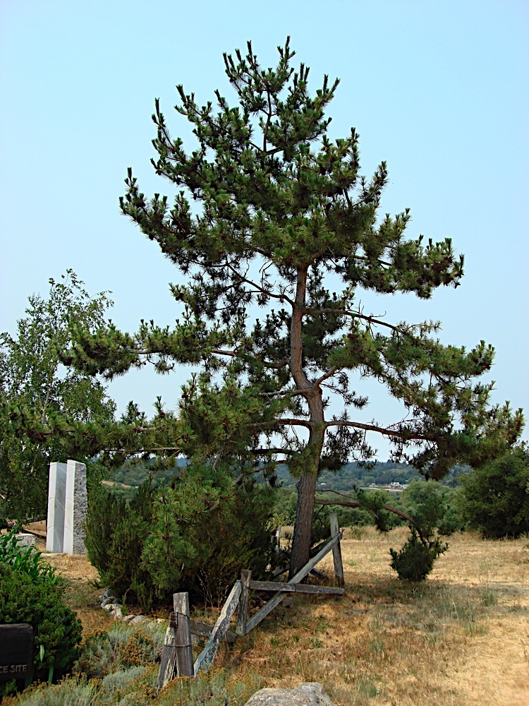 Japanese Black Pine, Pinus thunbergiana, Tree Seeds