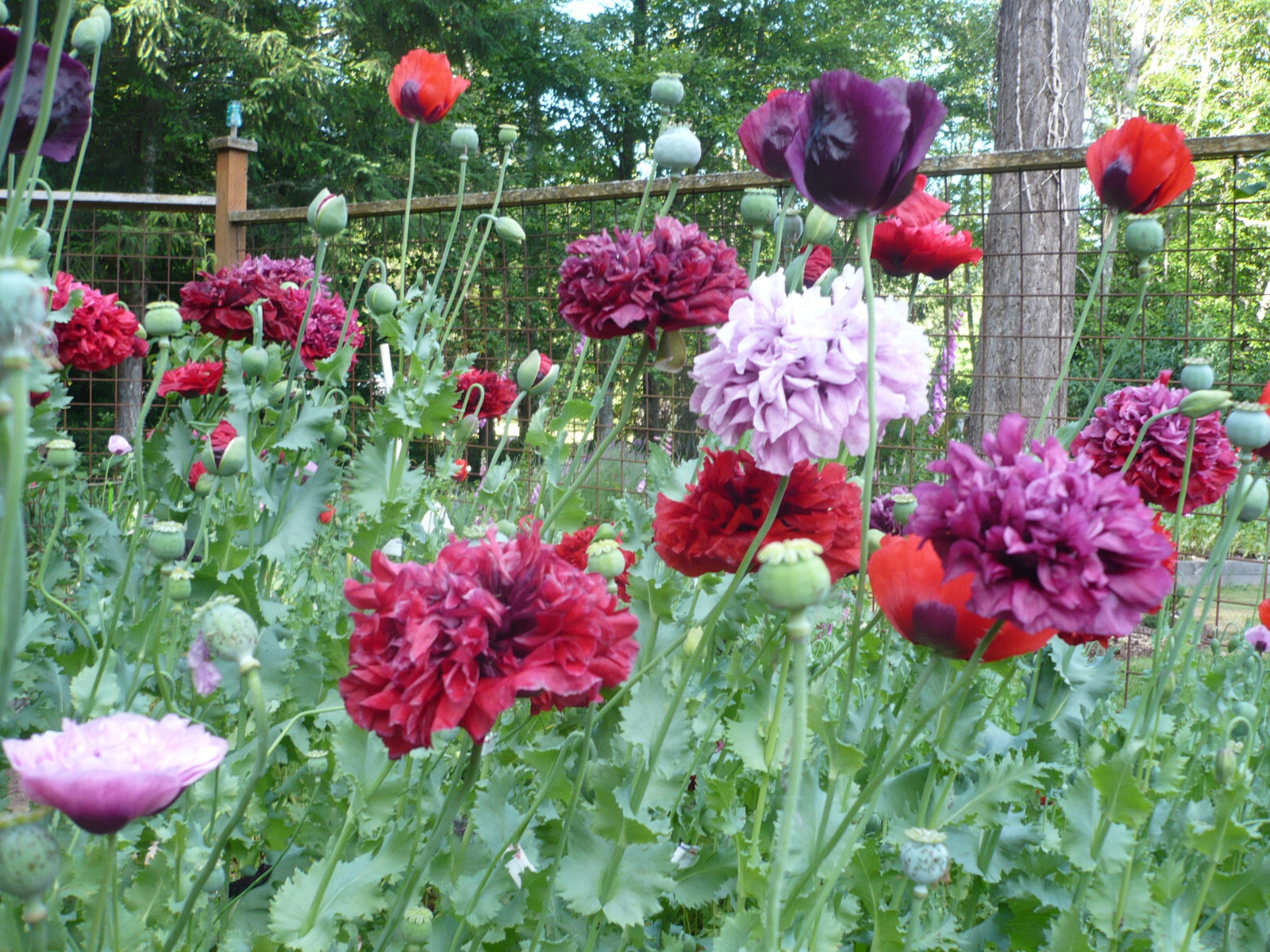 Garden Mix Poppy Papaver S Seeds Huge Variety 5000+ *Shelley aka PoppyQueen👑