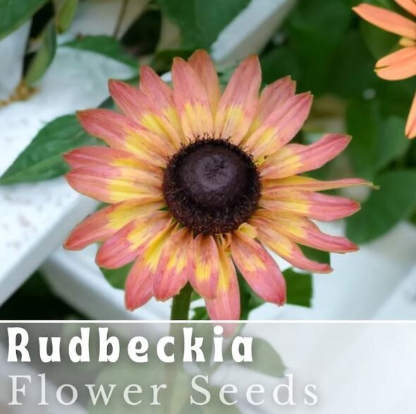 Pink Lemon Rudbeckia Seeds 125+ Seeds Annual Flower Seeds Garden
