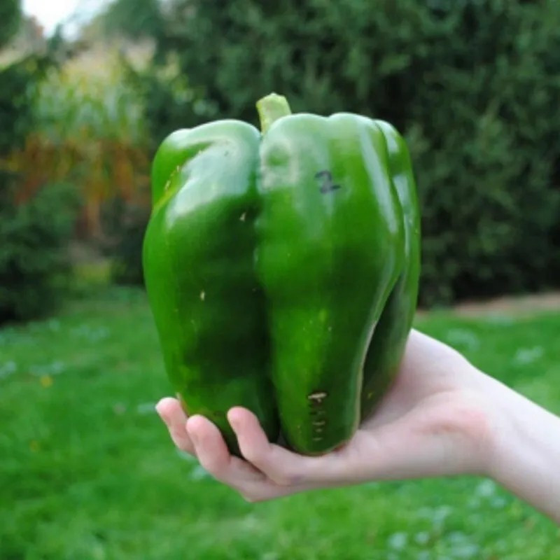 120+ EMERALD GIANT BELL PEPPER SEEDS —– SWEET ——— HEIRLOOM – ORGANIC