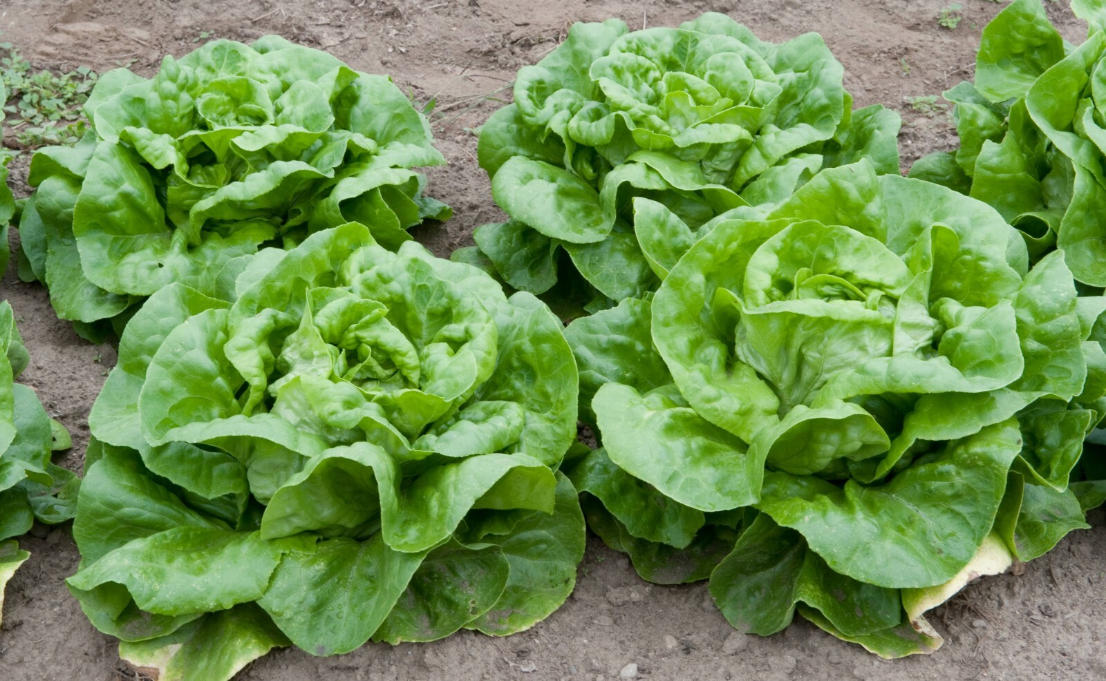 1,500+ Buttercrunch Lettuce Seeds- Bulk Seed – Heirloom Non-GMO Lettuce Seeds