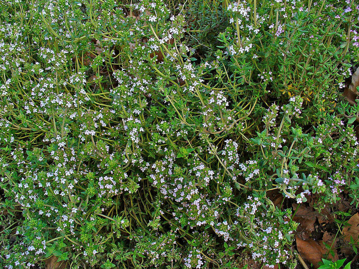 1000 Thyme Common Thymus vulgaris Herb Seeds
