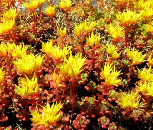 SEDUM OREGON STONECROP Sedum Hybridum – 200 Bulk Seeds