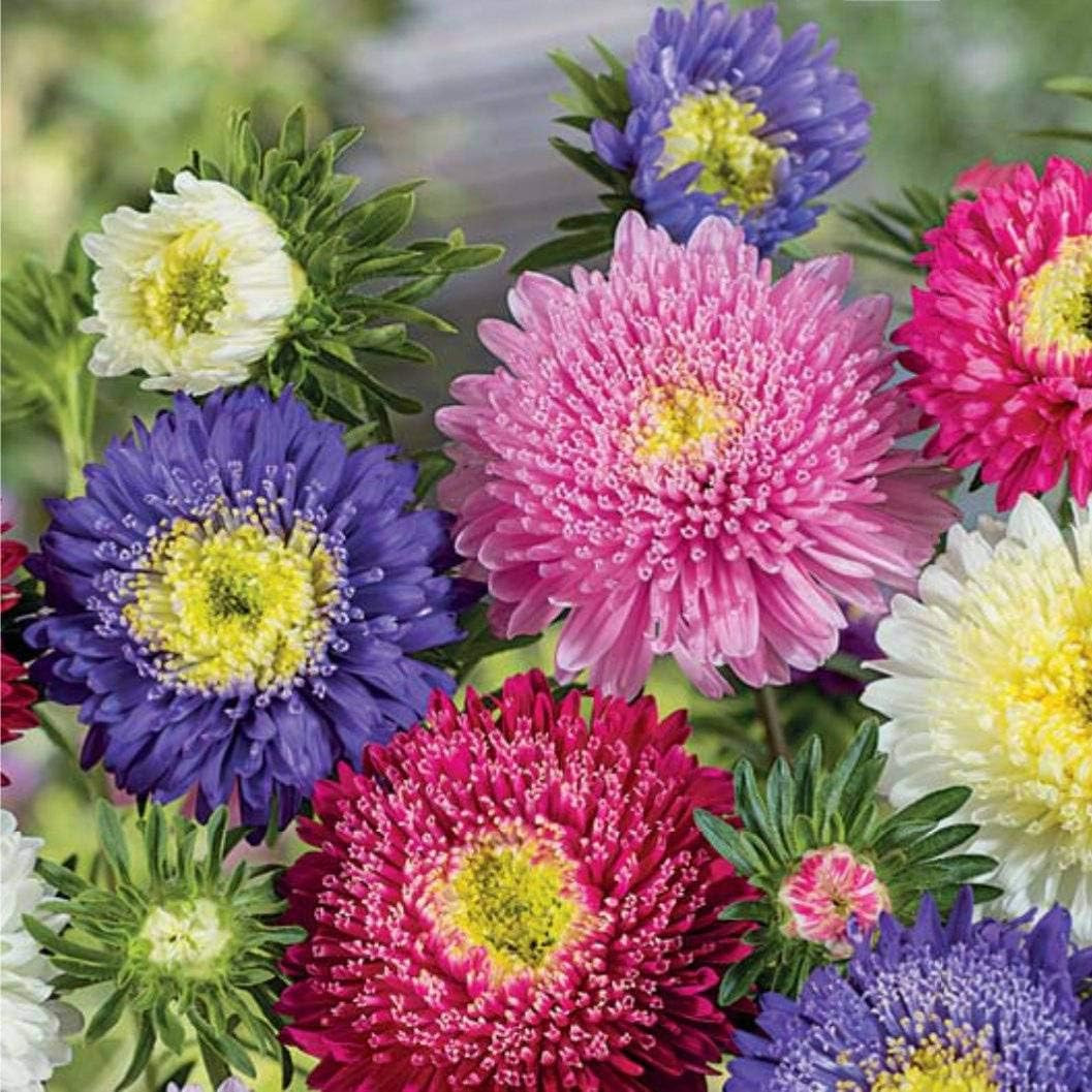 Seeds Aster Pompon Mix Giant Flower Annual Outdoor Garden Cut for Planting Non G