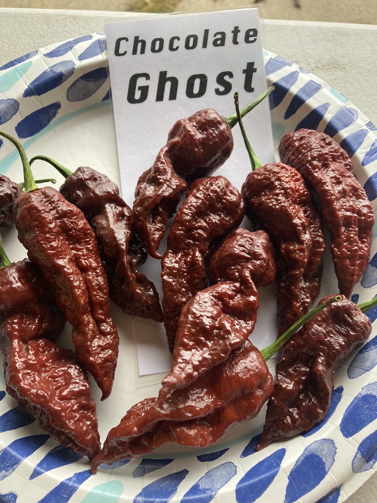 Chocolate Ghost Pepper Seeds 15+ Per Pack
