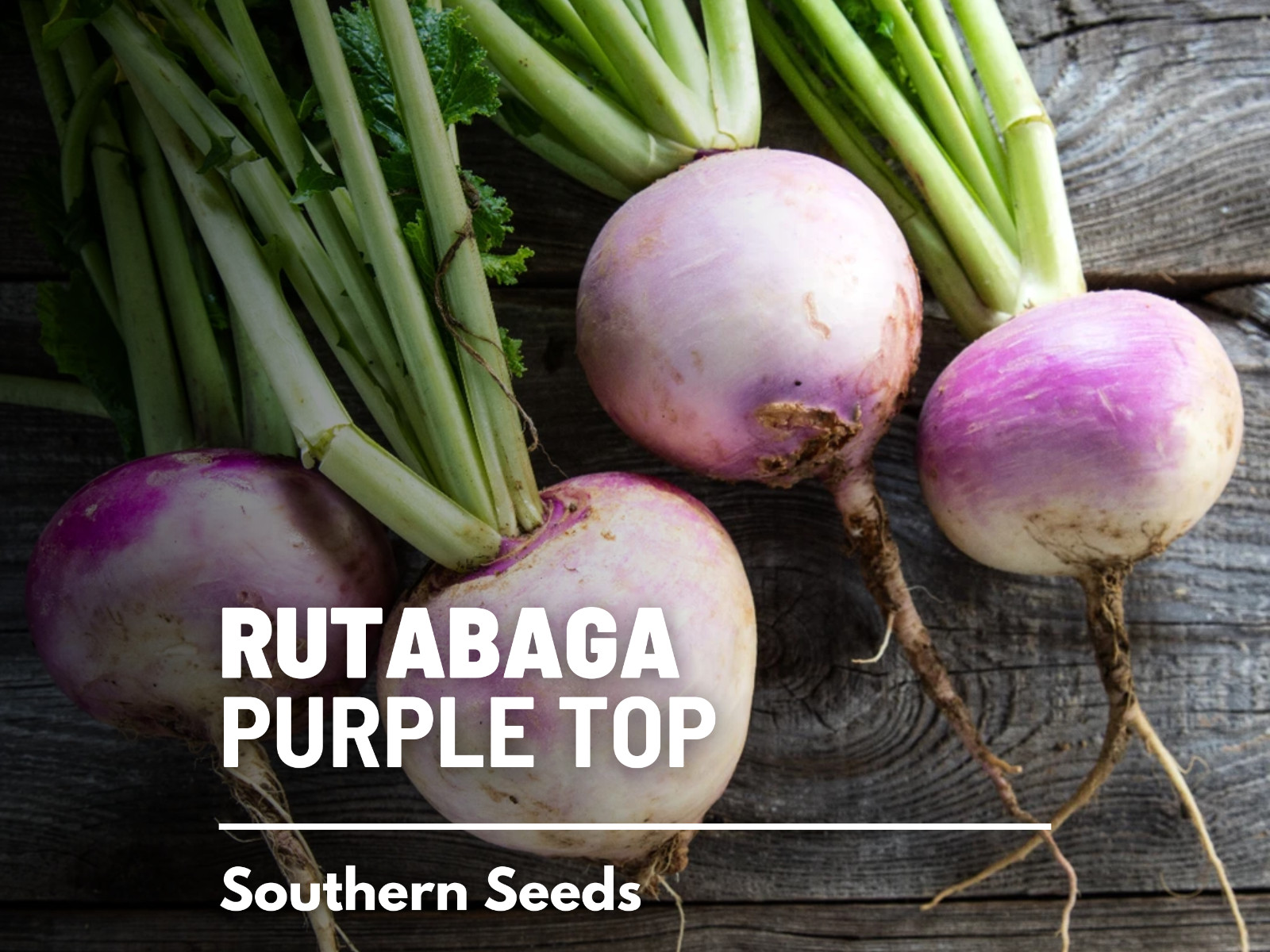 Rutabaga, American Purple Top – 200 Heirloom Seeds – GMO Free (Brassica napus)