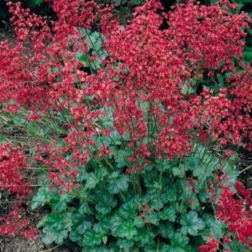 Heuchera Sanguineum, ‘Bressingham Hybrids’ 35+ seeds