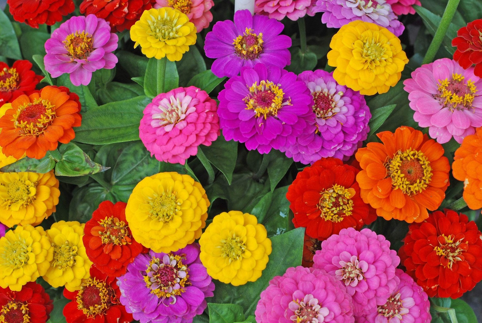 500 MIXED COLORS CALIFORNIA GIANT ZINNIA Elegans Flower Seeds *Flat S/H