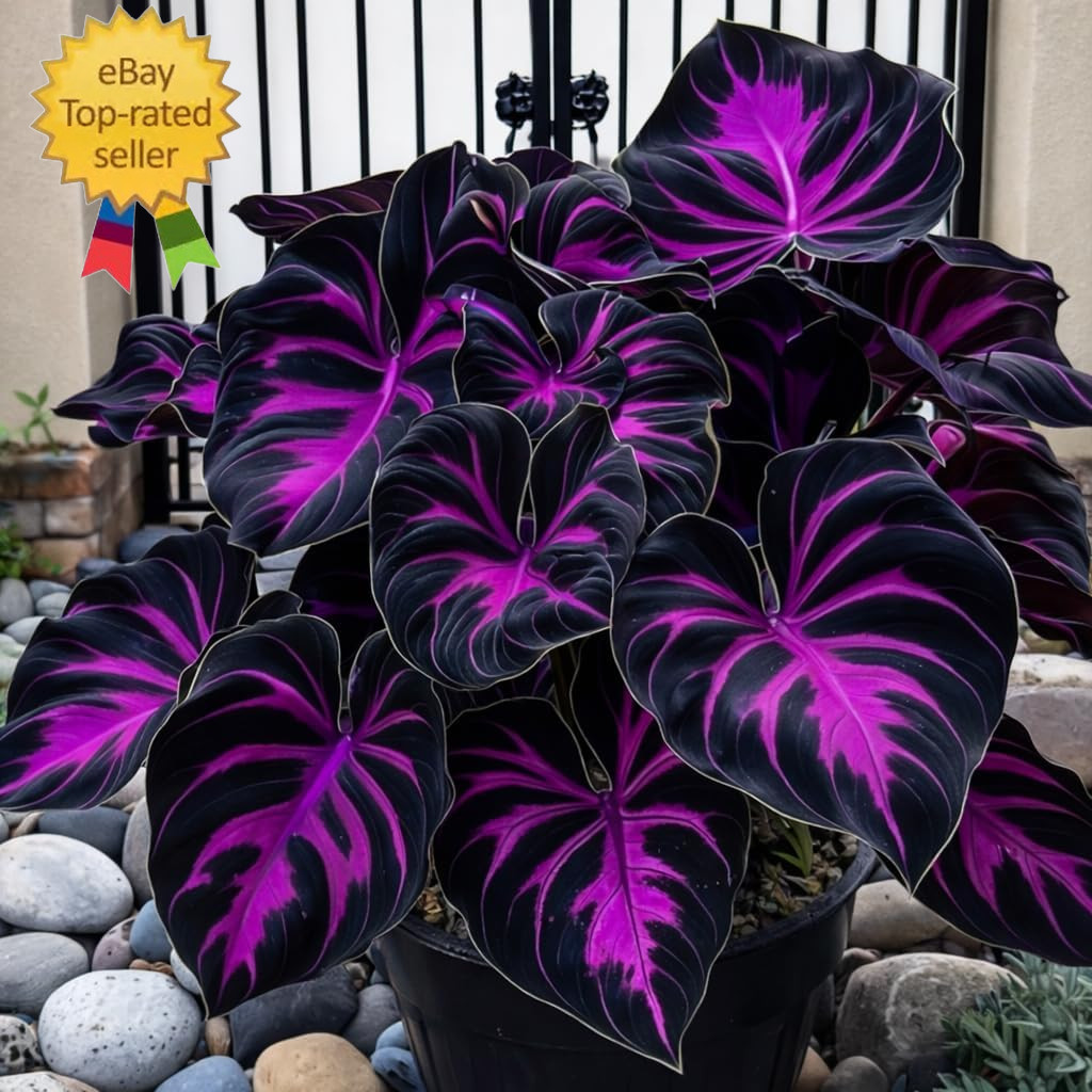 308 Hosta Seeds for Planting – Rare Perennial Shade Plants, Lush Heart-Shaped Fo
