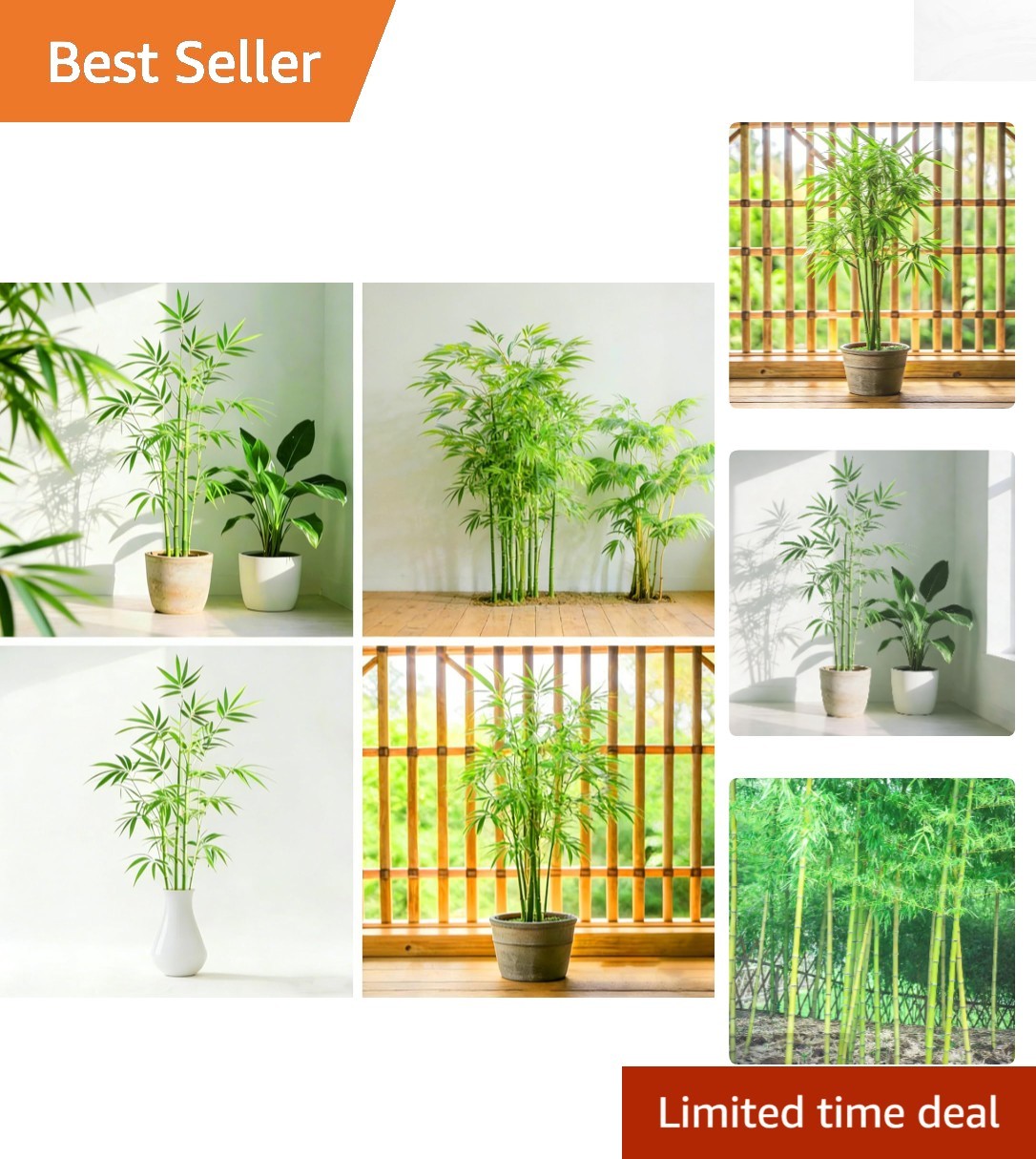 Low Maintenance Dwarf Bamboo Seeds – 490+ Heirloom Packs for Indoor & Outdoor