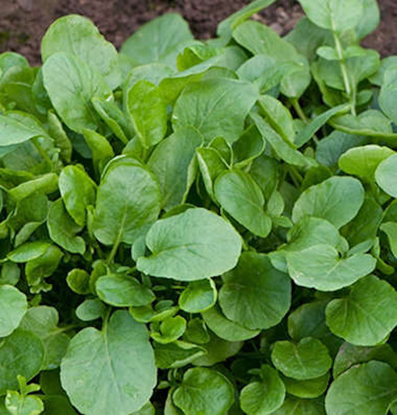 Organic Upland Cress Seeds Early Cress Creasy Greens Xà Lách Son , 2024 season