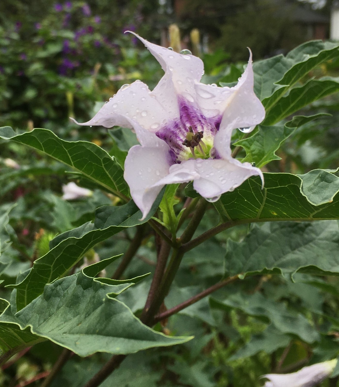 50 Datura Stramonium Jimsonweed seeds, organic harvest of 2025 FREE S/H