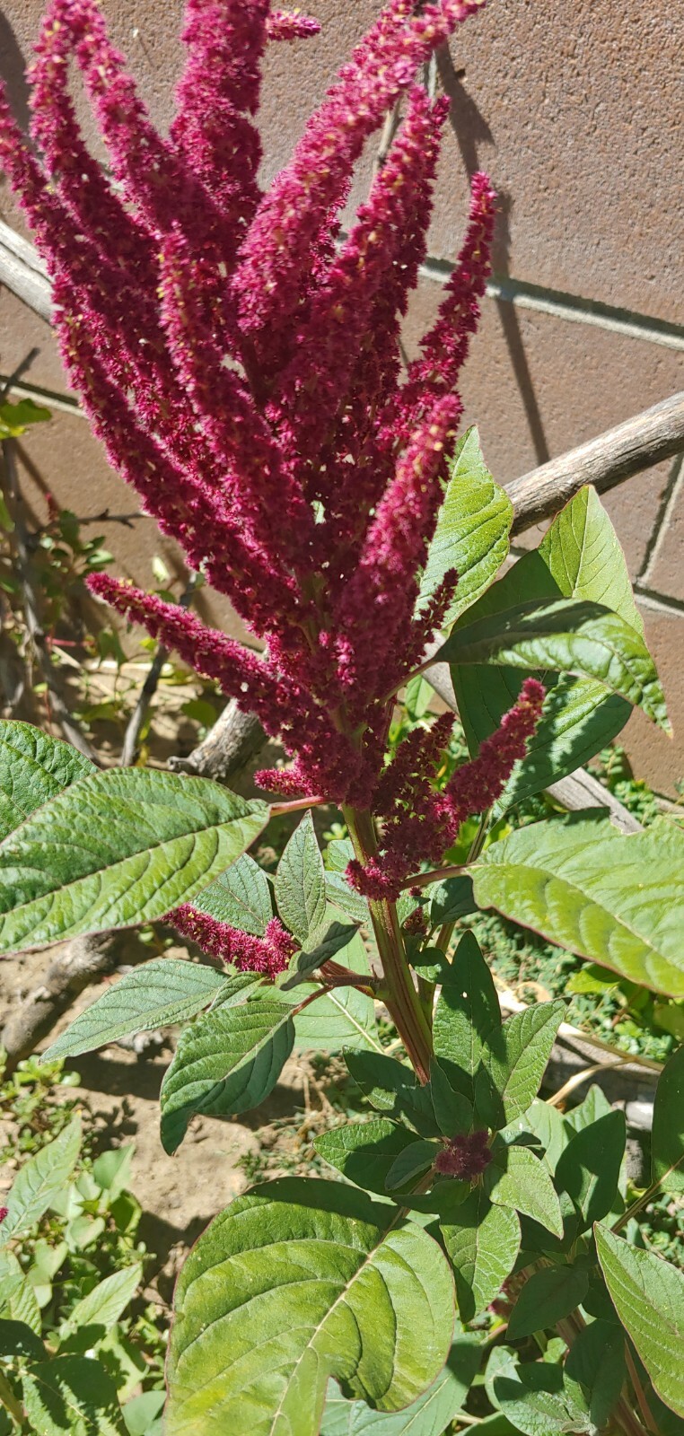 USA 6000+ Amaranth Seeds Red Stripe Leaf 紅莧菜