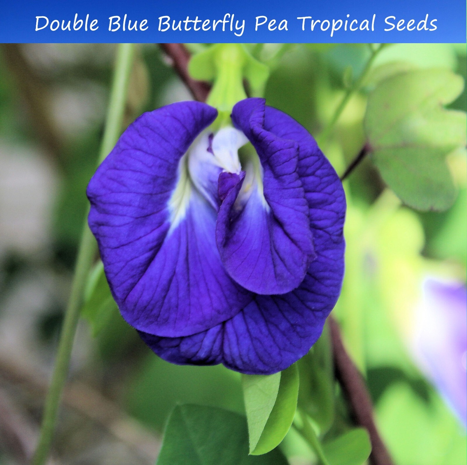 Tropical Flower Seeds -Double Blue Butterfly Pea -10 Seeds -Clitoria