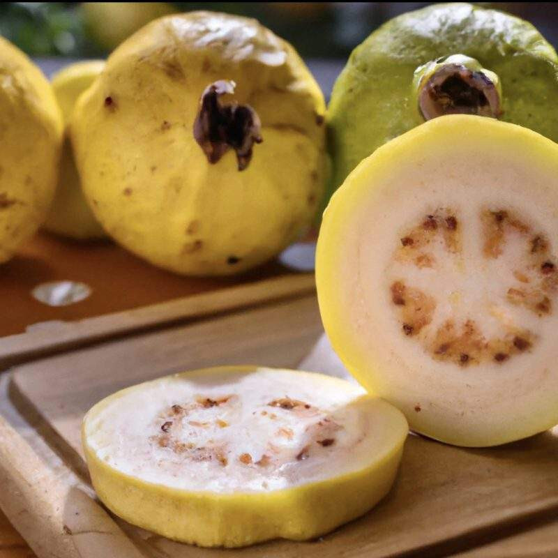 50+ Mexican Cream Guava Seeds for Garden Planting – USA – FREE SHIPPING!