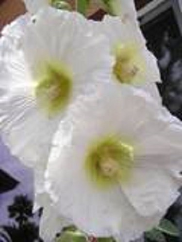 25 WHITE HOLLYHOCK Alcea Rosea Flower Seeds Perennial *Flat S/H