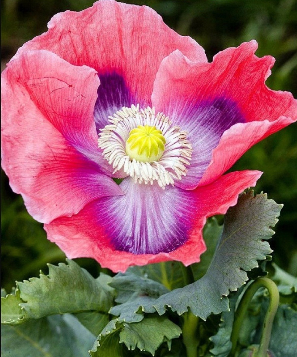 2,500 The Giant Rattle Papavear Somniferum Giganteum Poppy Seeds Huge Pods