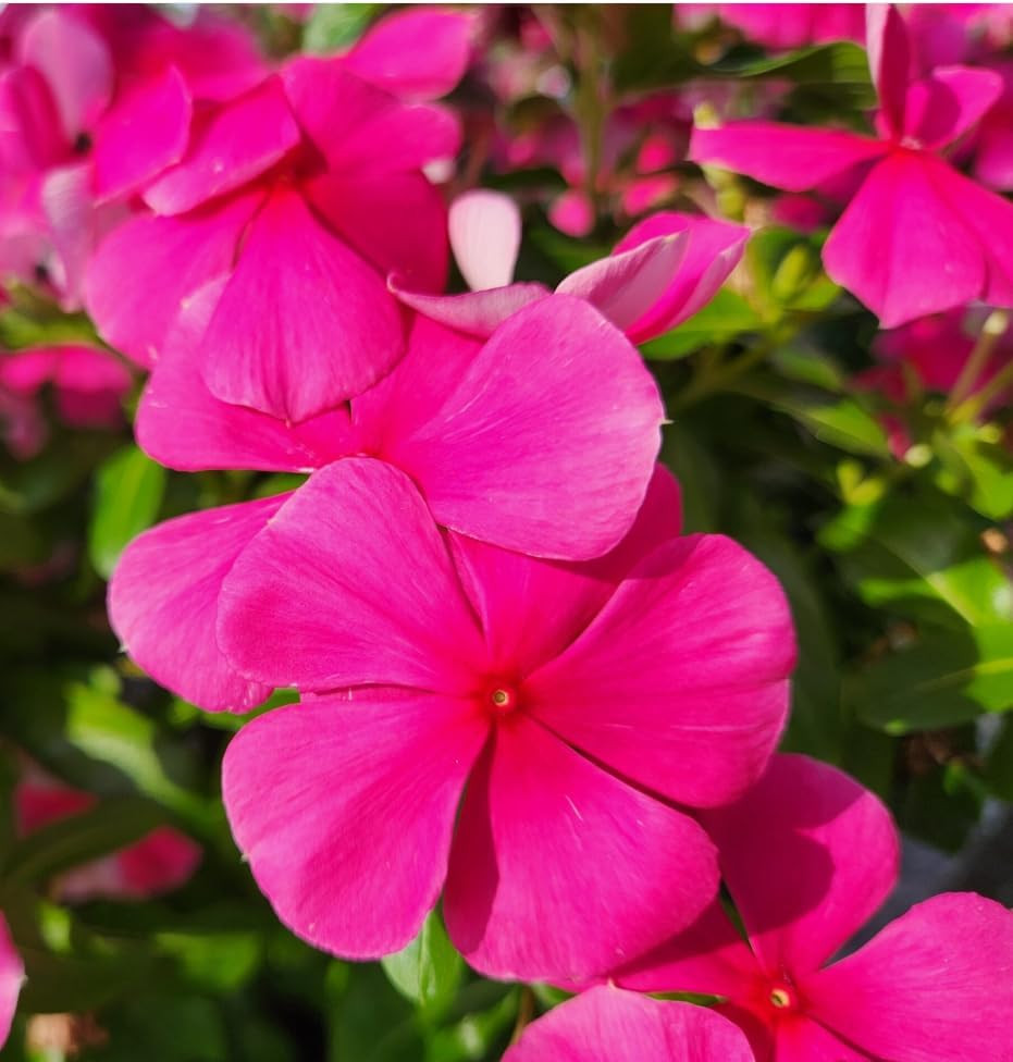 1000+Perennial Vinca Periwinkle Flower Seed for Planting-Non-Gmo Heirloom