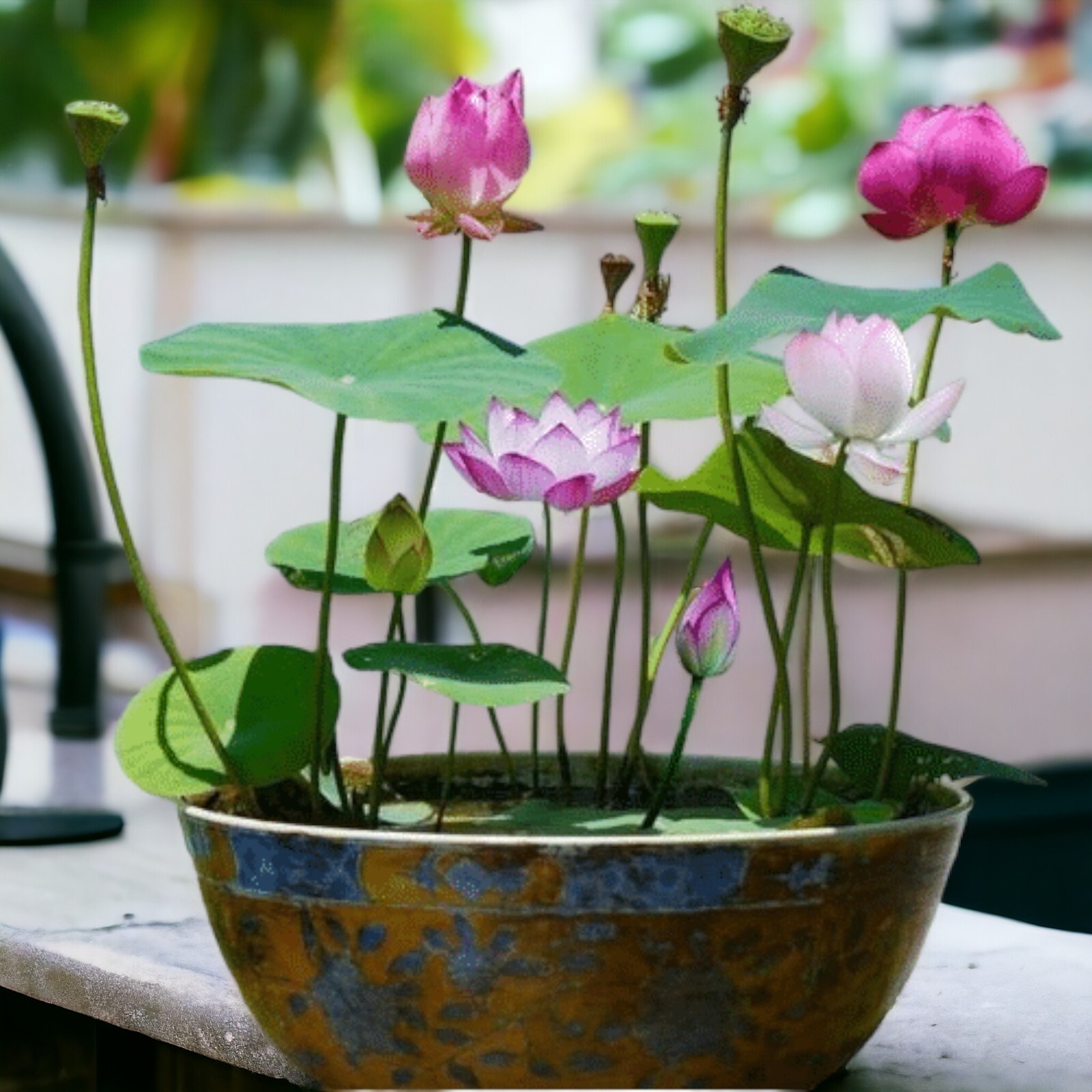 10pcs Germinated Lotus Seeds, Ready to Plant – Mixed Color Bonsai Bowl Lotus.