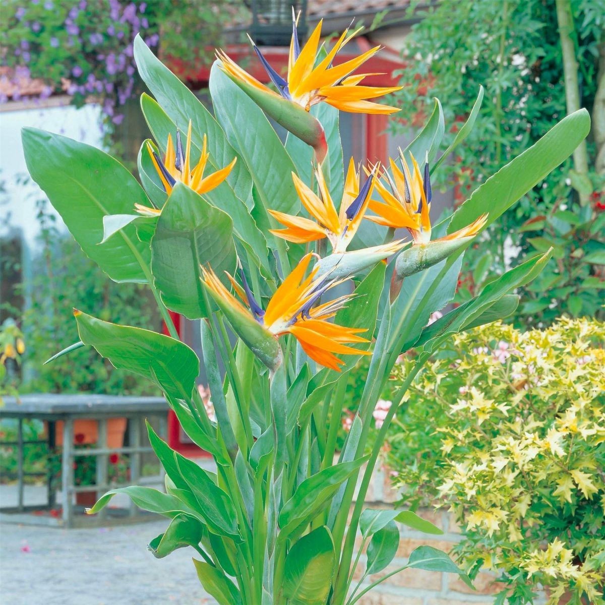 Bird of Paradise Strelitzia Reginae Seed. 5 Seeds. Free Shipping!