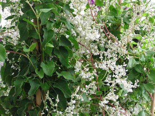 Polygonum aubertii SILVERLACE VINE Seeds!