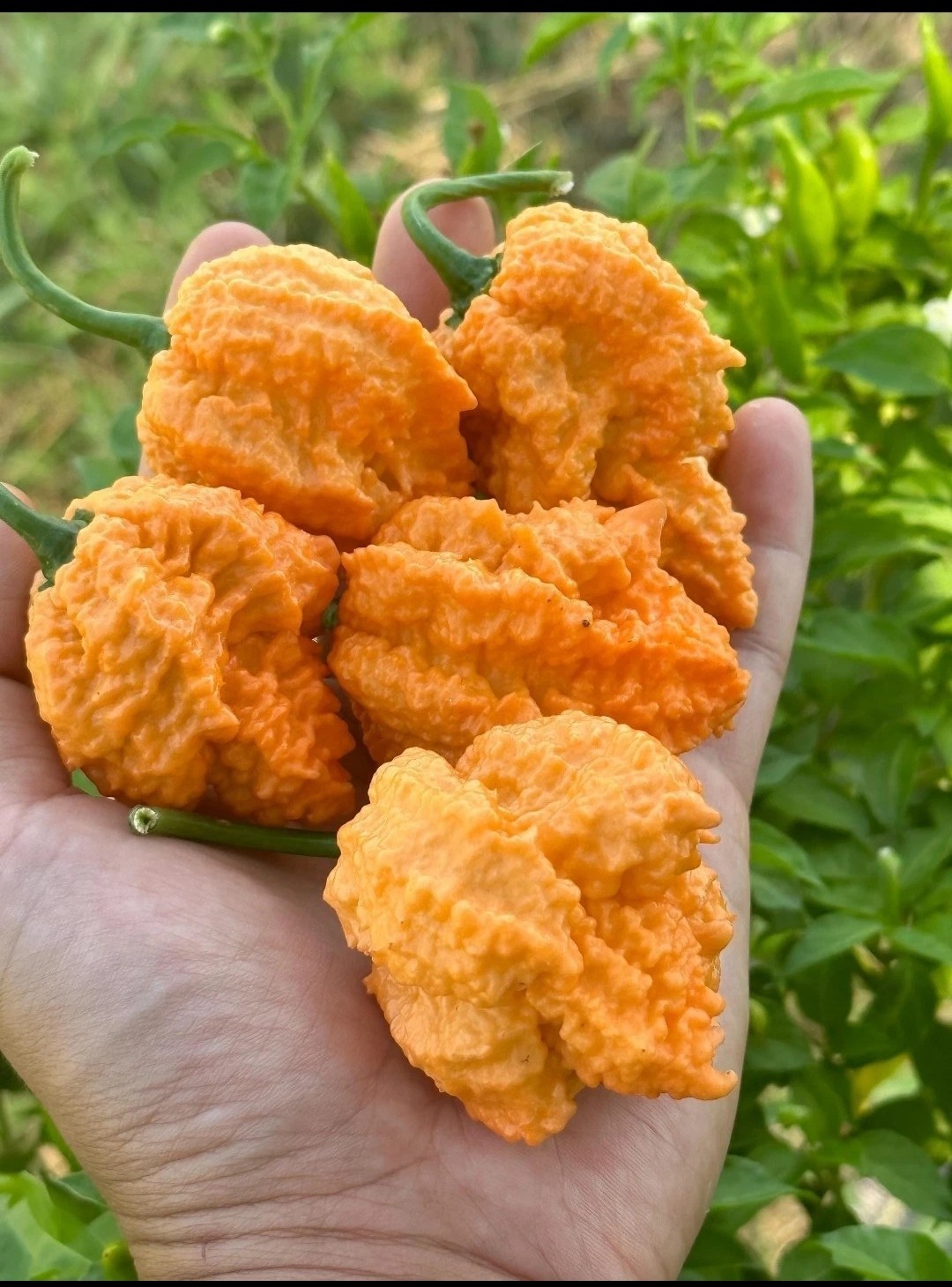 Fried Chicken Super Hot Pepper, 10 Seeds