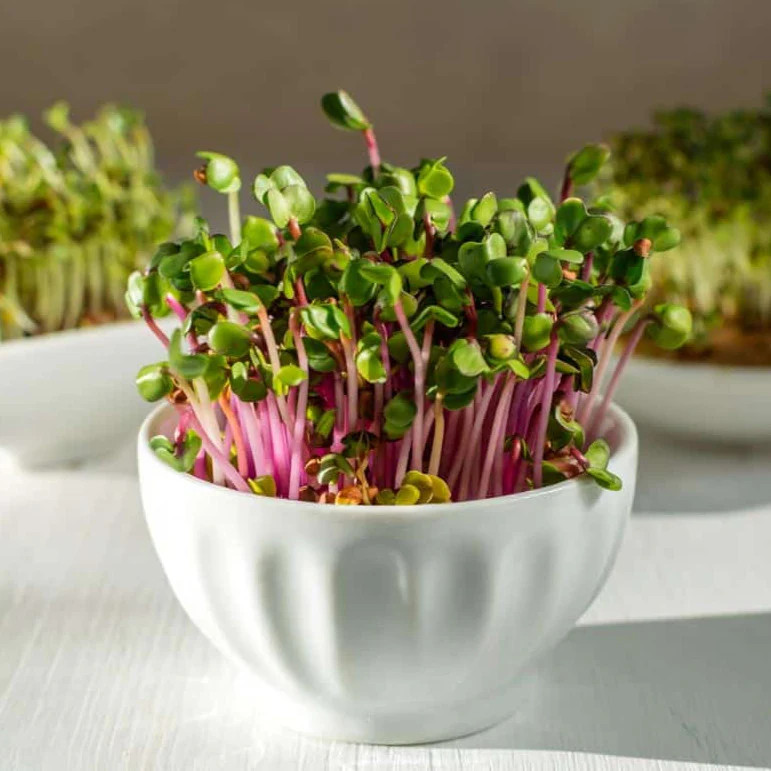 China Rose Radish Seeds | Pink Red White Radishes Garden Vegetable Seed 2024