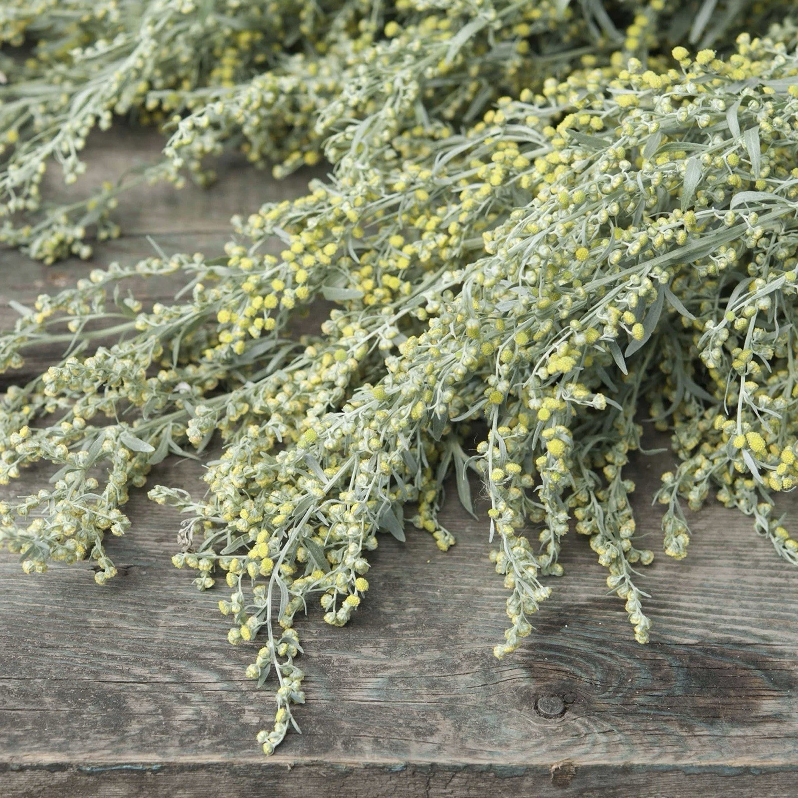 3000 Wormwood (Artemisia Absinthium) Perennial herb GARDEN, NON-GMO USA Seller