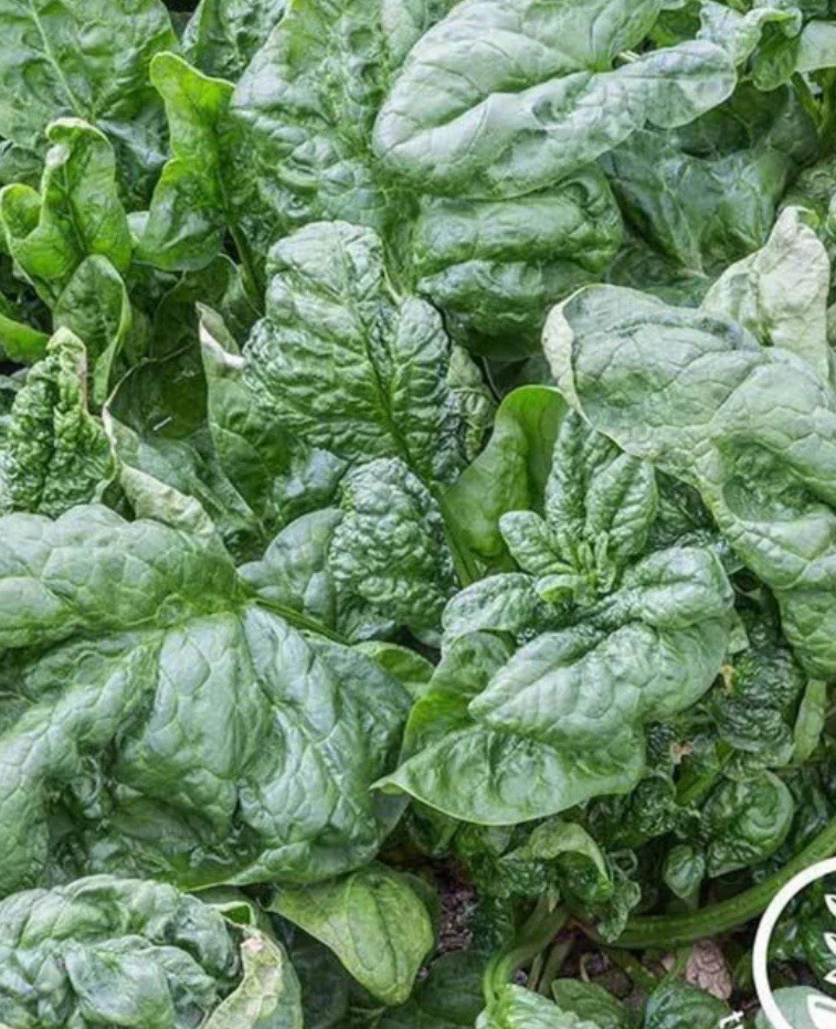 Bloomsdale Long-Standing Spinach 50 Seeds
