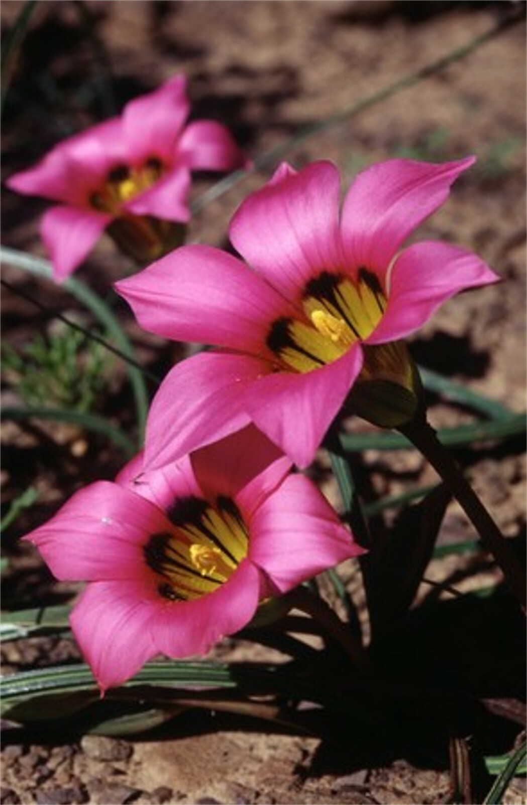Romulea Subfistulosa 10 Seeds, Flowering South African Bulbous Plant, USA