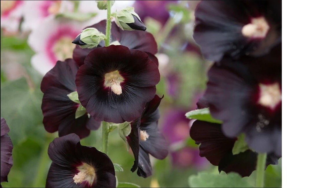 Black Hollyhock Plant Seeds NEW 2025 Fresh Flowers